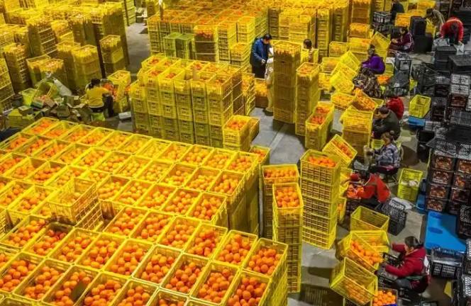 水果跨境电商市场未来趋势 进出口水果市场的趋势及方向